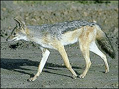 JPEG Sample